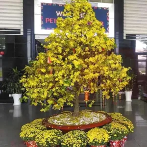 Mã 039 Mai Vàng Chưng Đại Sảnh