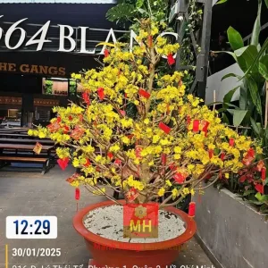 Mã 029 Mai Chưng Sảnh