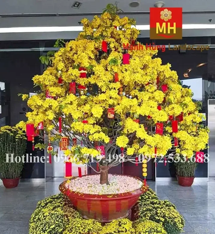 Mã 035 Mai Chưng Đại Sảnh