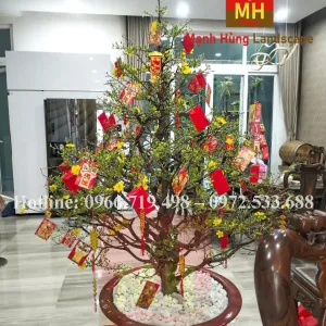 Mã 024 Mai Chưng Văn Phòng