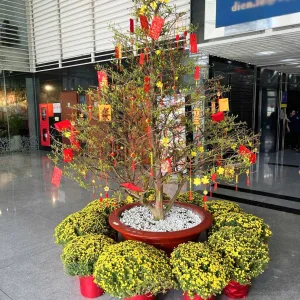 cho thuê mai tết 2026