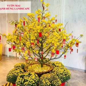 Mã 022 Mai Chưng Văn Phòng