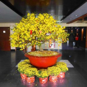 CHO THUÊ MAI TẾT TẠI TPHCM