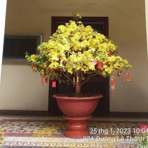 Mã 023 Mai Chưng Văn Phòng