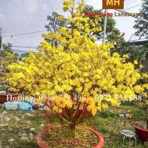 Mã 026 Mai Chưng Sảnh